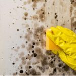 Mould Removal