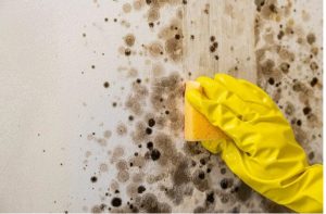 Mould Removal